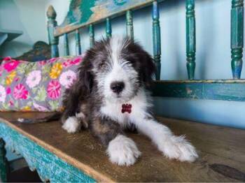 Judge -  Old English Sheepdog and Mixed Breed Dog for Adoption in San Antonio, Texas - Judge | PetCurious