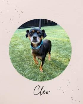 CLEO -  Chihuahua Dog for Adoption in Coquitlam, British Columbia - CLEO | PetCurious
