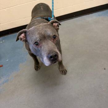 Jordan -  Mixed Breed Dog for Adoption in Memphis, Tennessee - Jordan | PetCurious