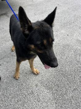 BUTTER -  German Shepherd Dog Dog for Adoption in Doral, Florida - BUTTER | PetCurious