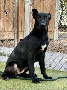 Betty White -  Labrador Retriever Dog for Adoption in Hilton Head Island, South Carolina - Betty White | PetCurious