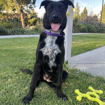 Rescue Shepherd and Black Labrador Retriever Dogs for Adoption in Toronto, Ontario - Star | PetCurious