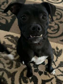 Boston Terrier Dogs Available for Adoption in Calera, Alabama - Snaggle | PetCurious