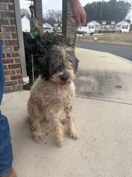 Labrador Retriever and Poodle Dogs Available for Adoption - Boomer | PetCurious