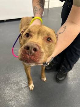 Pit Bull Terrier Dogs Available for Adoption in Providence Forge, Virginia - Jerry | PetCurious