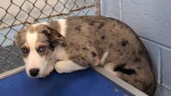 Levi -  Catahoula Leopard Dog and Mixed Breed Dog for Adoption in Taylorsville, North Carolina - Levi | PetCurious