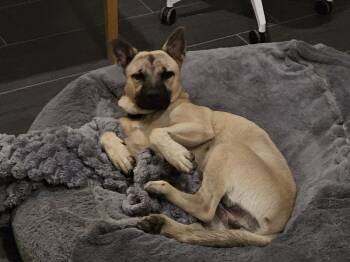 Major -  Shepherd Dog for Adoption in Waunakee, Wisconsin - Major | PetCurious