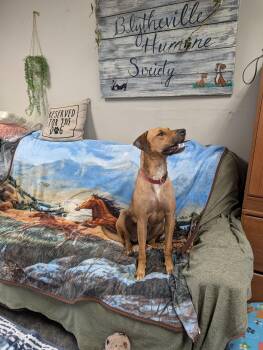 Daisy -  Rhodesian Ridgeback Dog for Adoption in Blytheville, Arkansas - Daisy | PetCurious