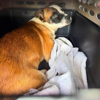 Raptor Stray Hold 8/31 -  Mixed Breed Dog for Adoption in Huntington, West Virginia - Raptor Stray Hold 8/31 | PetCurious
