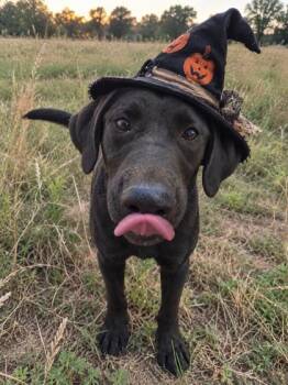 Cheese -  Black Labrador Retriever Dog for Adoption in Winfield, Kansas - Cheese | PetCurious