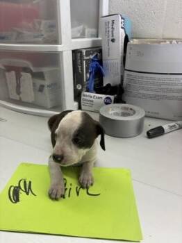 Rylee -  Pit Bull Terrier and Mixed Breed Dog for Adoption in Gainesville, Florida - Rylee | PetCurious
