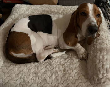 Rescue Basset Hound Dogs for Adoption in Hesperia, California - Wilbur | PetCurious
