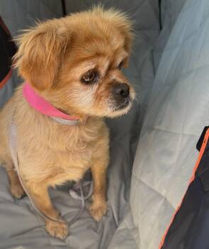 June Bug -  Mixed Breed Dog for Adoption in Santa Ana, California - June Bug | PetCurious