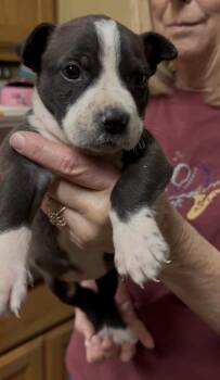 Pit Bull Terrier and Mixed Breed Dogs Available for Adoption - Chelsea   (2026) | PetCurious