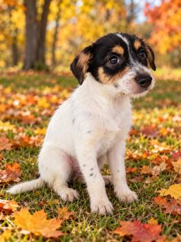 Dilly -  Chihuahua and Dachshund Dog for Adoption - Dilly | PetCurious