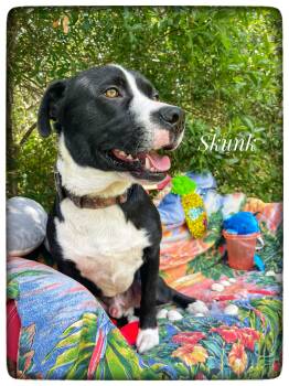 American Staffordshire Terrier Dogs Available for Adoption in Sebring, Florida - Skunk | PetCurious