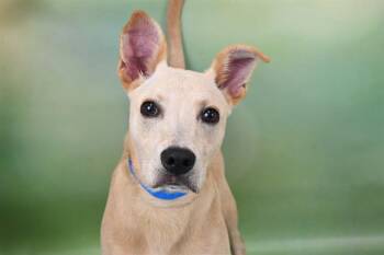 JACKSON -  Labrador Retriever and Mixed Breed Dog for Adoption in Fort Lauderdale, Florida - JACKSON | PetCurious