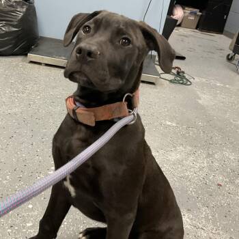 Pit Bull Terrier and Mixed Breed Dogs Available for Adoption in Saint Joseph, Missouri - Tan Tan | PetCurious