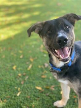 Rescue Shepherd and Mixed Breed Dogs for Adoption in Chico, California - Petey | PetCurious