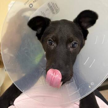 Ollie Onions -  Shepherd Dog for Adoption in San Antonio, Texas - Ollie Onions | PetCurious