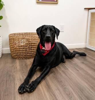 Black Labrador Retriever and Labrador Retriever Dogs Available for Adoption in Friendswood, Texas - Aries Scout Every Lab Lovers Dream Boy | PetCurious