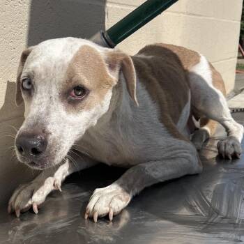 Bindi -  Labrador Retriever Dog for Adoption in Lufkin, Texas - Bindi | PetCurious