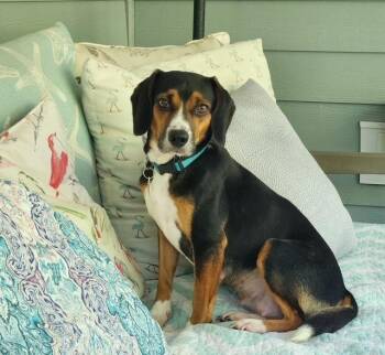 Anna -  Beagle Dog for Adoption in Willingboro, New Jersey - Anna | PetCurious