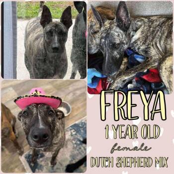 Rescue Dutch Shepherd Dogs for Adoption in Grantville, Pennsylvania - Freya | PetCurious