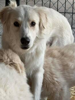 Great Pyrenees Dogs Available for Adoption in Durango, Colorado - Mae Mae | PetCurious