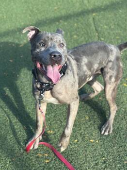 Blitz -  Pit Bull Terrier Dog for Adoption in Cleveland, Ohio - Blitz | PetCurious