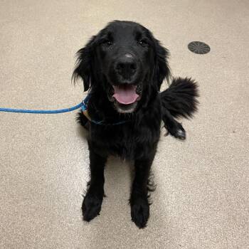 Leif -  Newfoundland Dog and Mixed Breed Dog for Adoption in Bristol, Indiana - Leif | PetCurious