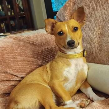 Polly -  Mixed Breed Dog for Adoption in Blacksburg, Virginia - Polly | PetCurious