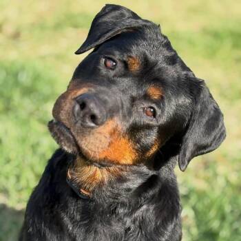 Rottweiler Dogs Available for Adoption in Detroit, Michigan - Toffee | PetCurious