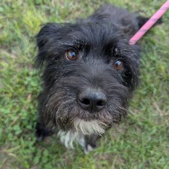 Rescue Terrier Dogs for Adoption in Houston, Texas - McFly | PetCurious