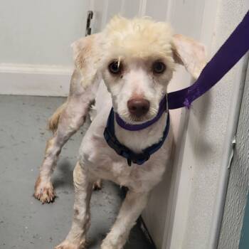 Rescue Mixed Breed Dogs for Adoption in Troy, Illinois - Smitty | PetCurious