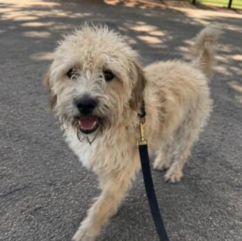 Wheaten Terrier and Poodle Dogs Available for Adoption in Corona, California - Rebekah | PetCurious