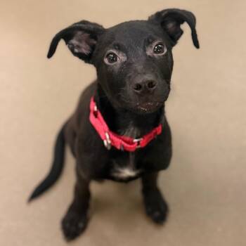 Anthony DiNozzo -  Mixed Breed Dog for Adoption in Asheville, North Carolina - Anthony DiNozzo | PetCurious
