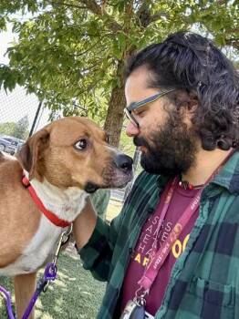 Faramir -  Mixed Breed Dog for Adoption in Wichita, Kansas - Faramir | PetCurious