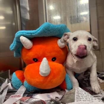 Wyatt -  Pit Bull Terrier and Mixed Breed Dog for Adoption in East Hanover, New Jersey - Wyatt | PetCurious