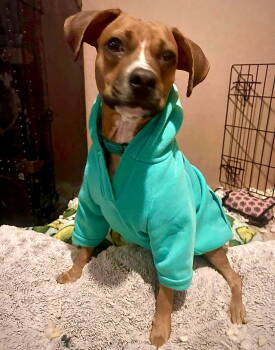 Rescue Boxer Dogs for Adoption in Monticello, New York - Daisy | PetCurious