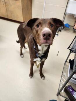SILAS -  Australian Shepherd and Rottweiler Dog for Adoption in Aliquippa, Pennsylvania - SILAS | PetCurious