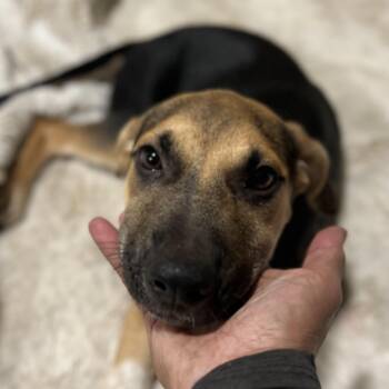 Rescue Mixed Breed and German Shepherd Dog Dogs for Adoption in Houston, Texas - Madelaine! Sweet And Playful Little Lady! | PetCurious
