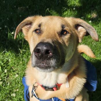 Boji -  German Shepherd Dog Dog for Adoption in Chicago, Illinois - Boji | PetCurious