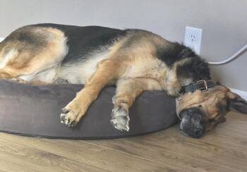 Duncan -  German Shepherd Dog Dog for Adoption in Incline Village, Nevada - Duncan | PetCurious