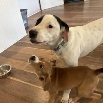 Beagle and Hound Dogs Available for Adoption - Micah | PetCurious