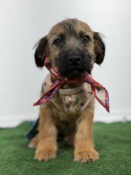 Cockapoo and Schnauzer Dogs Available for Adoption - Matina | PetCurious