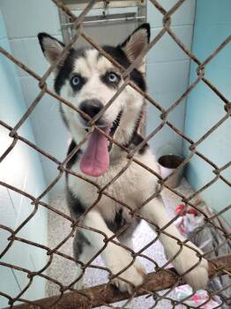 Misha -  Husky Dog for Adoption in Hartford City, Indiana - Misha | PetCurious
