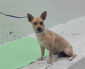 A2084051 -  Chihuahua and Mixed Breed Dog for Adoption in Houston, Texas - A2084051 | PetCurious