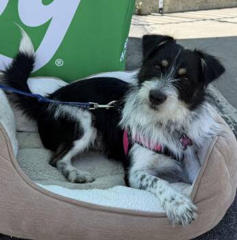 Parson Russell Terrier Dogs Available for Adoption - Jessie Aka Libby | PetCurious
