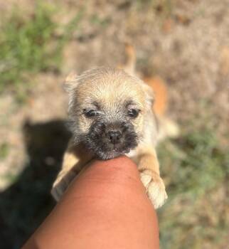Yorkie-poo/Pug puppies -  Pug and Yorkie Poo Dog for Adoption in Rowlett, Texas - Yorkie-poo/Pug Puppies | PetCurious